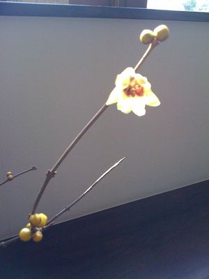 写真(4)