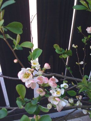 写真 12-04-28 10 27 04
