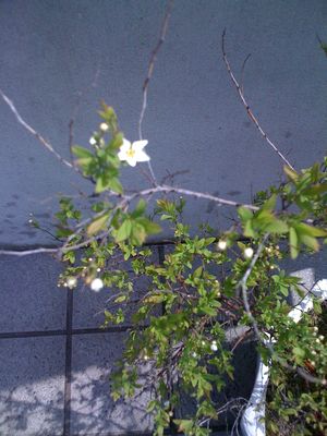写真 12-04-18 11 03 21