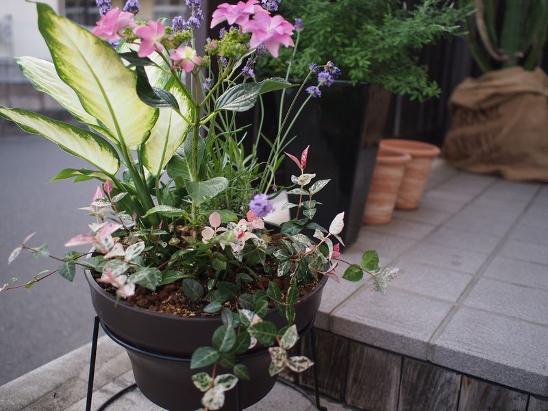 寄せ植え